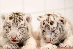 Khoảnh khắc "vô hại" của các mãnh thú lúc mới chào đời