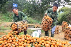 [Photo] Tuyên Quang: Nông dân huyện Hàm Yên làm giàu từ cây cam sành