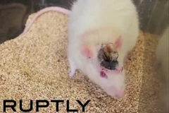 Ảnh từ video. (Nguồn: RT)