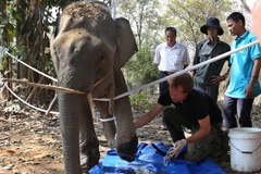 [Photo] Đắk Lắk cứu chữa cá thể voi hoang dã bị cụt bàn chân