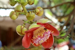 Hoa Sala. (Ảnh: Xuân Mai/Vietnam+)