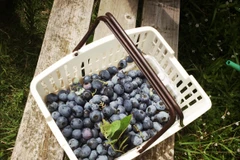 Trái việt quất Nhật. (Ảnh: Xuân Mai/Vietnam+)