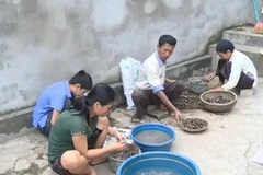 Clip người dân đổ xô mua ốc bươu vàng bán cho Trung Quốc