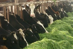 Một trang trại nuôi bò tại Việt Nam theo tiêu chuẩn Hà Lan (Ảnh: FrieslandCampina)