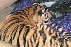 Con hổ trong chiếc xe ôtô của Nguyễn Quốc Trượng (Ảnh: Internet)