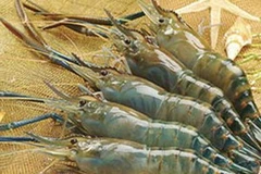 (Ảnh chỉ có tính minh họa)