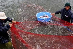 Thu hoạch tôm thẻ chân trắng chuyên canh trên vùng đất cát tại xã Đức Minh, huyện Mộ Đức, Quảng Ngãi. (Ảnh: Thanh Long/TTXVN)