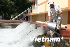 Ảnh minh họa. (Nguồn: Vietnam+)