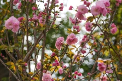 Những cành hoa anh đào đã khoe sắc rực rỡ trong cái nắng vàng ươm của Hà Nội sẵn sàng chào đón các du khách ghé thăm (Ảnh: Minh Sơn/Vietnam+)