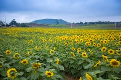 Đầu tháng Một, khi những cơn gió mùa Đông Bắc kéo về che kín cả bầu trời, không một tia nắng nào có thể lọt qua. Ấy vậy mà những bông hoa hướng dương cứ vươn mình khoe sắc vàng óng ả. (Ảnh: Minh Sơn/Vietnam+)