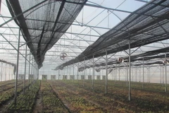 (Ảnh minh họa: Nguyễn Thảo/TTXVN)