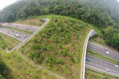 Những cây cầu tuyệt đẹp cứu thoát hàng nghìn con vật mỗi năm