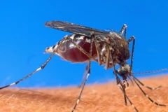 Ảnh minh họa. (Nguồn: AFP/TTXVN)