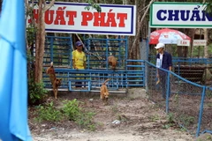 Đua chó xoáy ở Phú Quốc. (Ảnh: Lê Huy Hải/TTXVN)