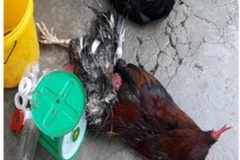 (Ảnh minh họa: Huỳnh Sử/TTXVN)