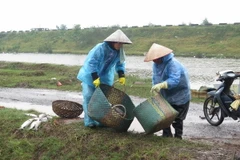 (Ảnh minh họa: Xuân Tiến/TTXVN)