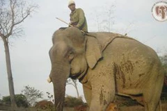 Ảnh một con voi nhà ở Đắk Lắk tại triển lãm. 