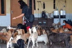 Biệt đội giải cứu thú cưng trong thời COVID-19 tại Indonesia