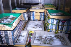 Cà Mau phát hiện vụ vận chuyển hơn 1 tấn tôm nguyên liệu chứa tạp chất