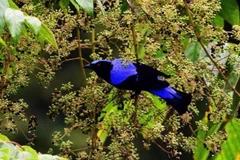 Hệ động- thực vật tại Cao nguyên Kon Hà Nừng phong phú, đa dạng với nhiều loại quý hiếm. (Ảnh: TTXVN phát)