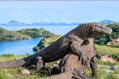 Rồng Komodo có nguy cơ tuyệt chủng do tác động của biến đổi khí hậu