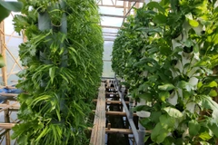 Trồng rau theo mô hình khí canh. (Ảnh: Đặng Tuấn/Vietnam+)