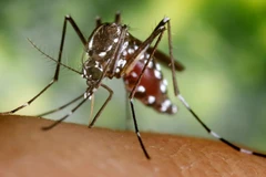 Cuba phát hiện loài muỗi có thể truyền bệnh sốt xuất huyết