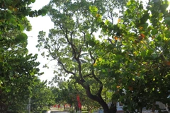 [Photo] Những mầm xanh tươi tốt trên huyện đảo Trường Sa