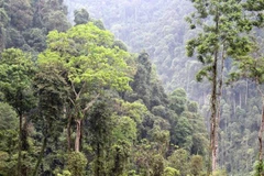 Gió nóng khô hoành hành, báo động cháy ở Vườn Quốc gia Hoàng Liên