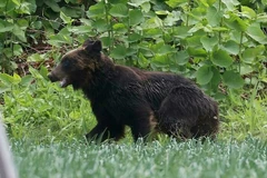 Người dân Nhật Bản dùng nhạc rock để cảnh báo gấu hoang