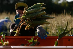 Thu hoạch ngô. (Nguồn: desmoinesregister.com)