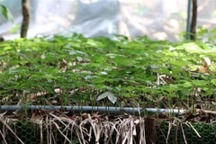 Những mầm sâm xanh quý giá vươn mình trên đỉnh Ngọc Linh