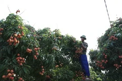 Thu hoạch vải thiều chín thôn Phúc Giới, xã Thanh Quang, Thanh Hà, Hải Dương. (Ảnh: Vũ Sinh/TTXVN)