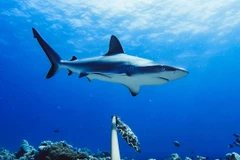 Australia báo động nguy cơ tuyệt chủng của nhiều loài cá mập 