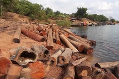 Nhiều lóng gỗ tròn có đường kính khoảng 25 cm, dài chừng 3m. (Nguồn: baogialai)