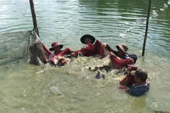 Thu hoạch cá tại ao nuôi. (Ảnh: Hoàng Nhị/TTXVN)
