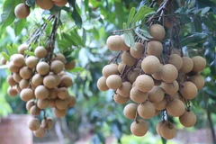 Nhãn trồng theo tiêu chuẩn Vietgap. (Ảnh: Đinh Tuấn/TTXVN)