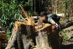 Cây gỗ Bạch Tùng cổ thụ hàng trăm năm tuổi, dài tới 50m bị chặt hạ. (Ảnh: Đặng Tuấn/TTXVN)