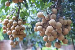 Nhãn trồng theo tiêu chuẩn Vietgap. (Ảnh: Đinh Tuấn/TTXVN)