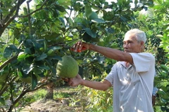 Chăm sóc bưởi da xanh. (Ảnh: Minh Trí/TTXVN)