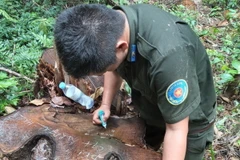 Lực lượng kiểm lâm đánh dấu kiểm tra cây bị khai thác trái phép. (Ảnh: TTXVN phát)