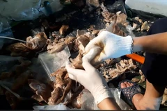 Nhóm đối tượng giấu ma tuý trong dạ dày lợn. (Nguồn: C04-Bộ Công an)