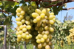 Nho xanh là một trong những sản phẩm OCOP nổi tiếng của Ninh Thuận. (Ảnh: Nguyễn Thành/TTXVN)