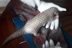 Con tê tê vàng có trọng lượng 0,2kg là một cá thể ở giai đoạn con non, vừa mới sinh được vài tuần. (Ảnh: Tường Quân/TTXVN)