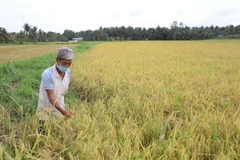 Lúa chín chờ phương tiên nhân công thu hoạch. (Ảnh: Huỳnh Phúc Hậu/TTXVN)