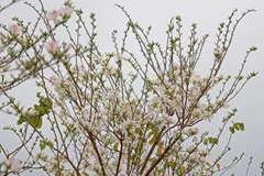 Hoa ban bắt đầu nở rộ ở khu vực Quảng trường Tây Bắc, thành phố Sơn La. (Ảnh: Hữu Quyết/TTXVN)