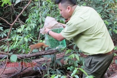 Cá thể cu li được thả về rừng tự nhiên. (Nguồn: bptv.vn)