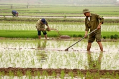 Người dân sản xuất vụ Đông Xuân. (Ảnh: Trung Kiên/TTXVN)