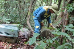 Trung tâm Cứu hộ, Bảo tồn và Phát triển sinh vật thuộc Vườn Quốc gia Bù Gia Mập thả các cá thể động vật quý hiếm về rừng tự nhiên. (Ảnh: TTXVN phát)