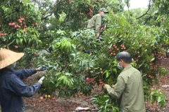 Nhiều hộ trồng vải thiều ở thị xã Đông Triều vẫn đang thu hoạch để bán cho thương lái các tỉnh. (Nguồn: baoquangninh)